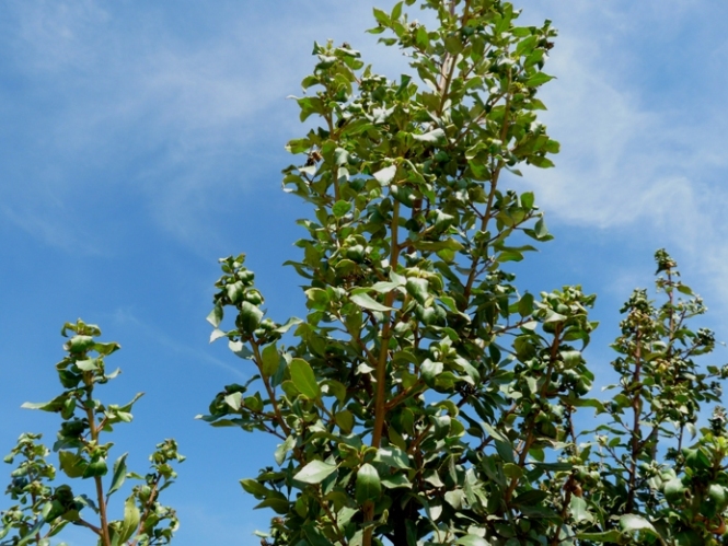 Rhamnus alaternus